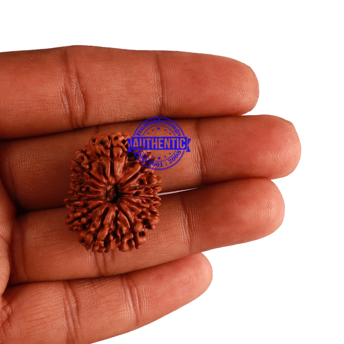 12 Mukhi Nepalese Rudraksha - Bead No 49