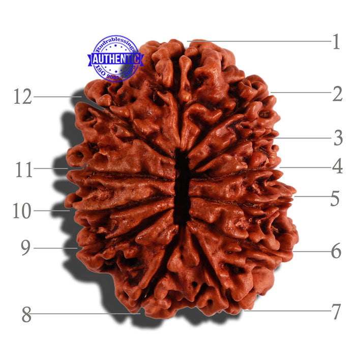12 Mukhi Nepalese Rudraksha - Bead No 49