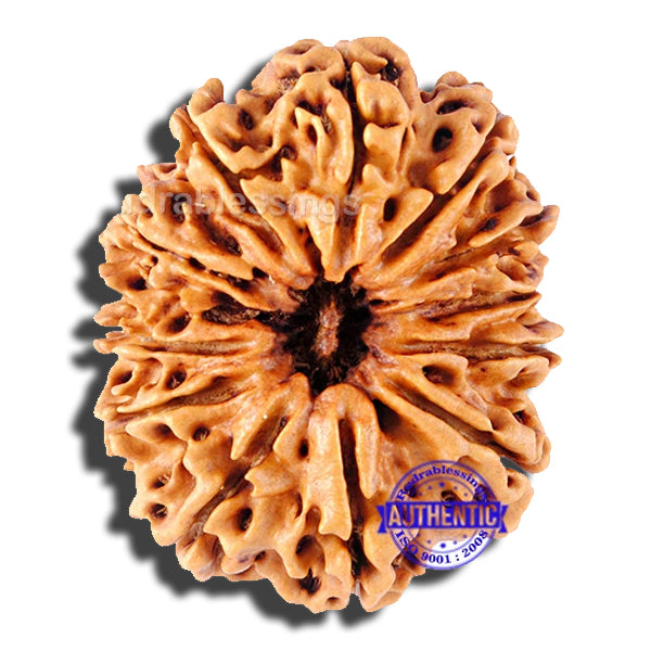 12 Mukhi Nepalese Rudraksha - Bead No. 52