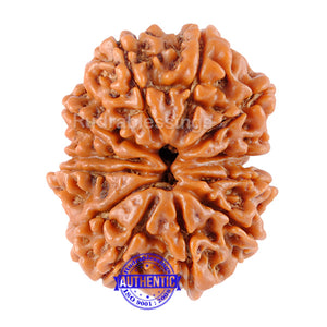 12 Mukhi Nepalese Rudraksha - Bead No 62