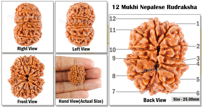 12 Mukhi Nepalese Rudraksha - Bead No 62