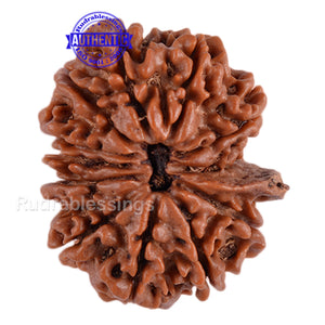 12 Mukhi Nepalese Ganesha Rudraksha - Bead No. 65