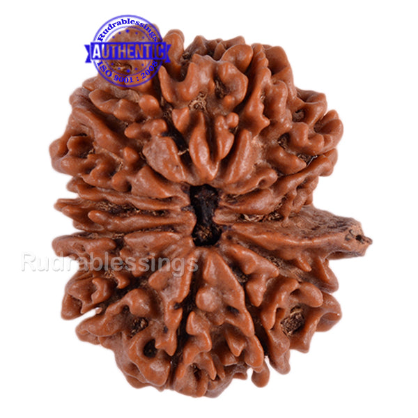 12 Mukhi Nepalese Ganesha Rudraksha - Bead No. 65