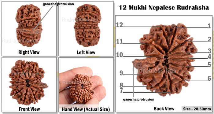 12 Mukhi Nepalese Ganesha Rudraksha - Bead No. 65