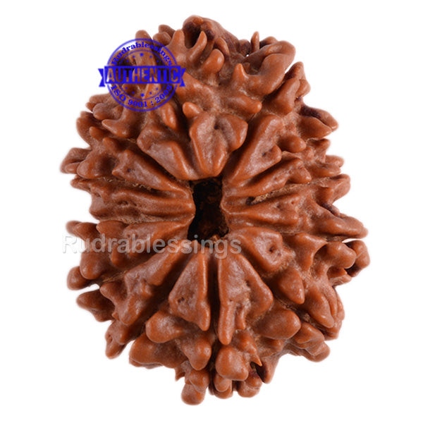 12 Mukhi Nepalese Rudraksha - Bead No. 66