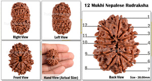 12 Mukhi Nepalese Rudraksha - Bead No. 66