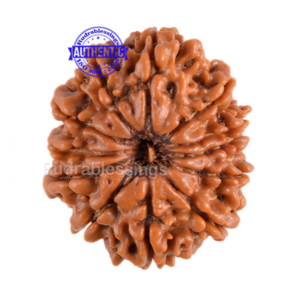 12 Mukhi Nepalese Rudraksha - Bead No. 67