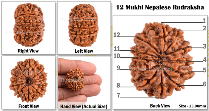 12 Mukhi Nepalese Rudraksha - Bead No. 67
