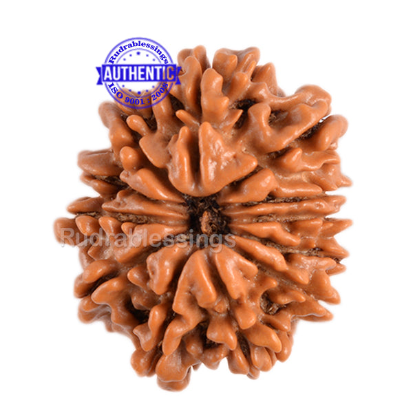 12 Mukhi Nepalese Rudraksha - Bead No. 68