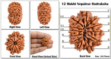 Load image into Gallery viewer, 12 Mukhi Nepalese Rudraksha - Bead No. 68

