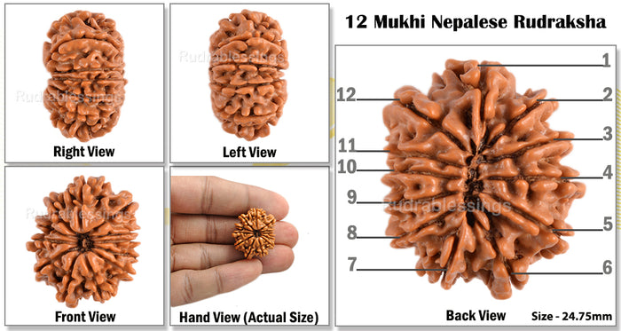 12 Mukhi Nepalese Rudraksha - Bead No. 68