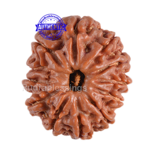 12 Mukhi Nepalese Rudraksha - Bead No. 69