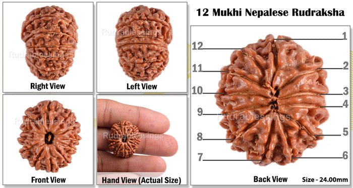 12 Mukhi Nepalese Rudraksha - Bead No. 69