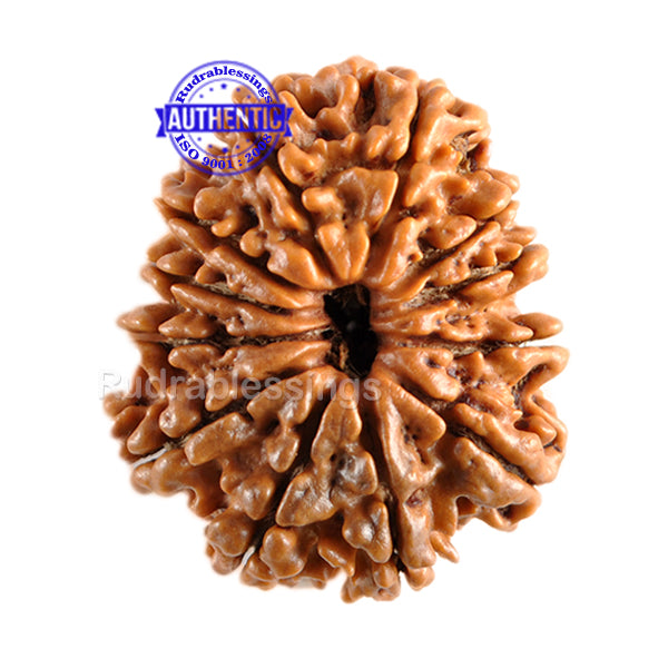 12 Mukhi Nepalese Rudraksha - Bead No. 70