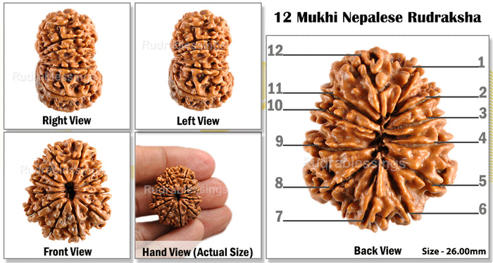 12 Mukhi Nepalese Rudraksha - Bead No. 70