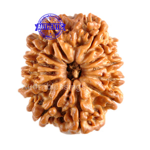 12 Mukhi Nepalese Rudraksha - Bead No. 71