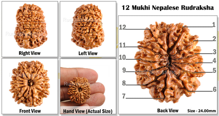 12 Mukhi Nepalese Rudraksha - Bead No. 71
