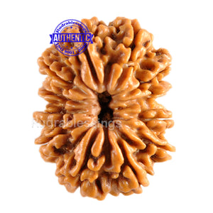 12 Mukhi Nepalese Rudraksha - Bead No. 72
