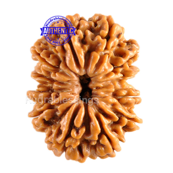 12 Mukhi Nepalese Rudraksha - Bead No. 72
