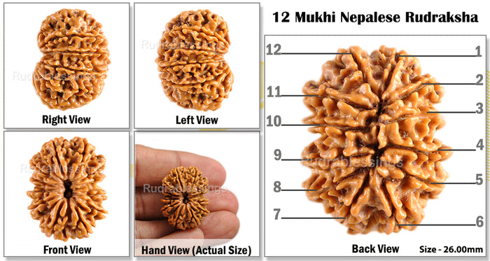 12 Mukhi Nepalese Rudraksha - Bead No. 72