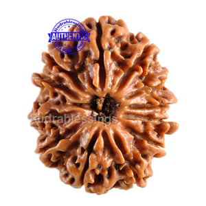 12 Mukhi Nepalese Rudraksha - Bead No. 73