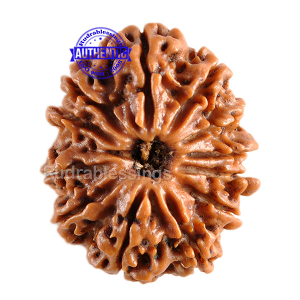 12 Mukhi Nepalese Rudraksha - Bead No. 73