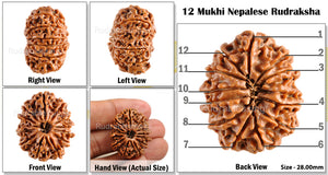 12 Mukhi Nepalese Rudraksha - Bead No. 73
