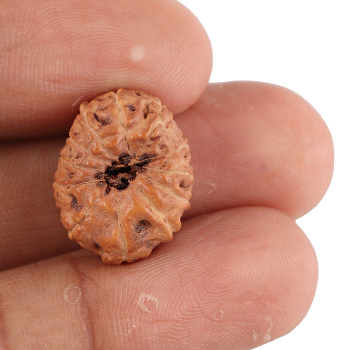 12 Mukhi Indonesian Rudraksha - Bead No. 74