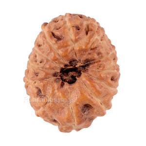 12 Mukhi Indonesian Rudraksha - Bead No. 74