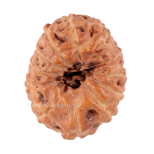 12 Mukhi Indonesian Rudraksha - Bead No. 74