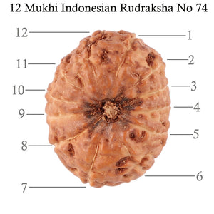 12 Mukhi Indonesian Rudraksha - Bead No. 74
