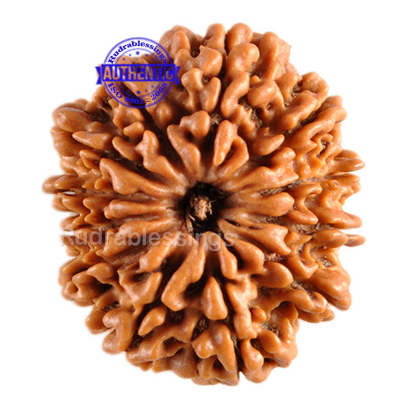 12 Mukhi Nepalese Rudraksha - Bead No. 74