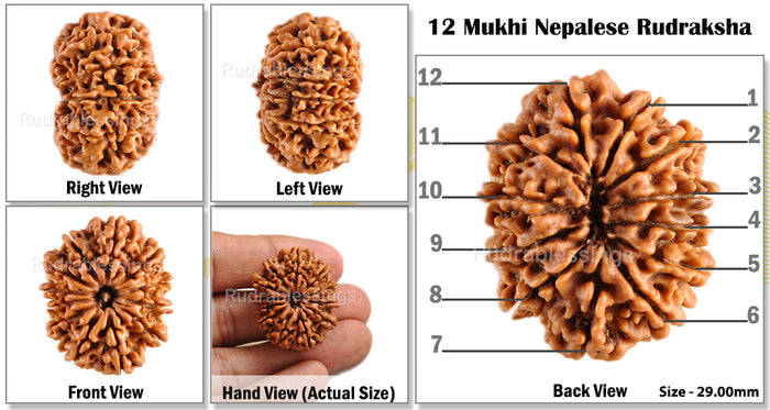 12 Mukhi Nepalese Rudraksha - Bead No. 74