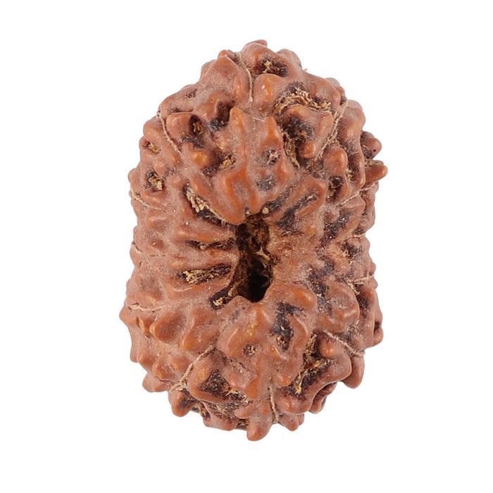 12 Mukhi Indonesian Rudraksha - Bead No. 76
