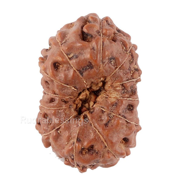 12 Mukhi Indonesian Rudraksha - Bead No. 76