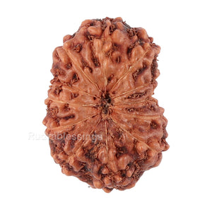 12 Mukhi Indonesian Rudraksha - Bead No. 77