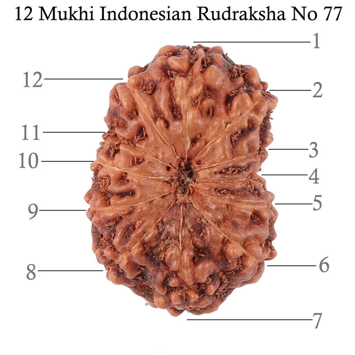 12 Mukhi Indonesian Rudraksha - Bead No. 77