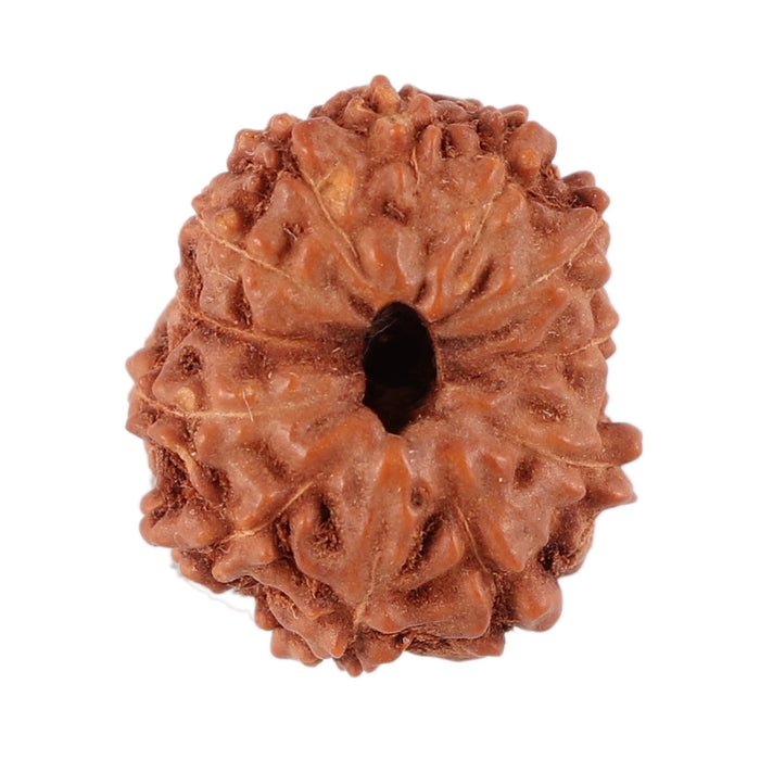 12 Mukhi Indonesian Rudraksha - Bead No. 78