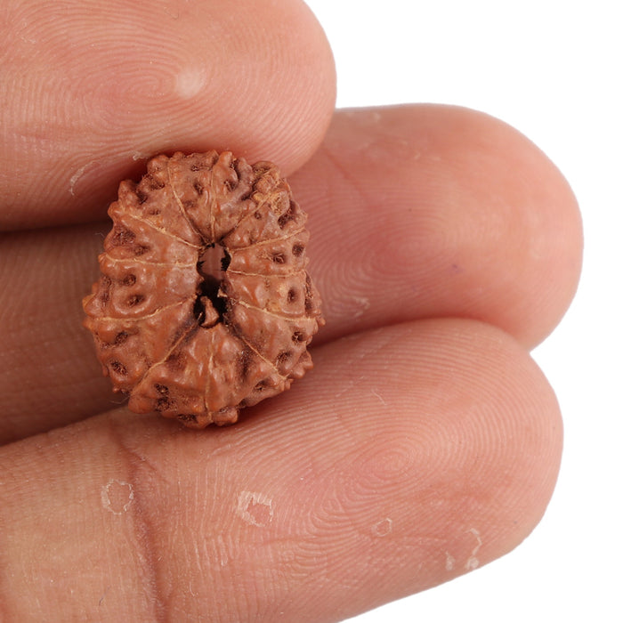 12 Mukhi Indonesian Rudraksha - Bead No. 78