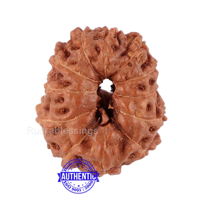 12 Mukhi Indonesian Rudraksha - Bead No. 78