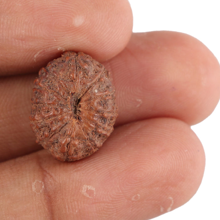 12 Mukhi Indonesian Rudraksha - Bead No. 80