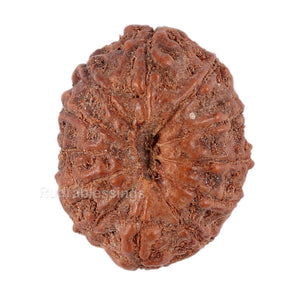 12 Mukhi Indonesian Rudraksha - Bead No. 80