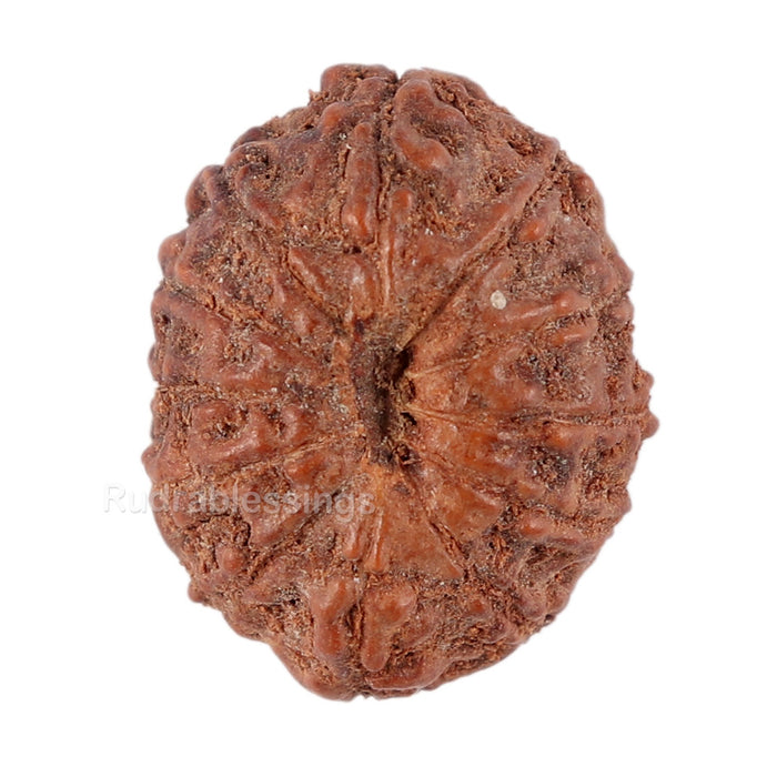 12 Mukhi Indonesian Rudraksha - Bead No. 80