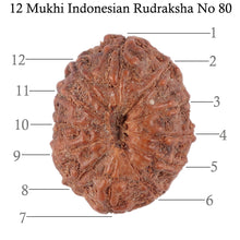 Load image into Gallery viewer, 12 Mukhi Indonesian Rudraksha - Bead No. 80
