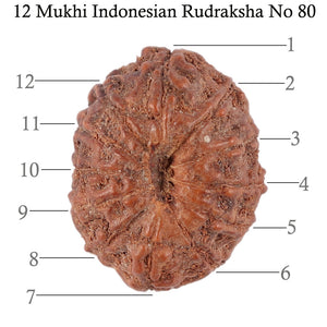 12 Mukhi Indonesian Rudraksha - Bead No. 80
