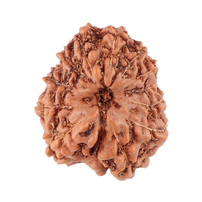 12 Mukhi Indonesian Rudraksha - Bead No. 82
