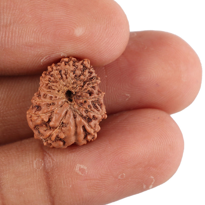 12 Mukhi Indonesian Rudraksha - Bead No. 82