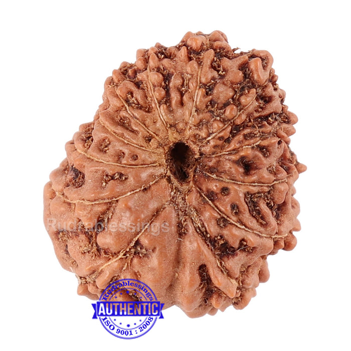 12 Mukhi Indonesian Rudraksha - Bead No. 82