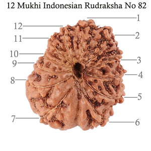 12 Mukhi Indonesian Rudraksha - Bead No. 82