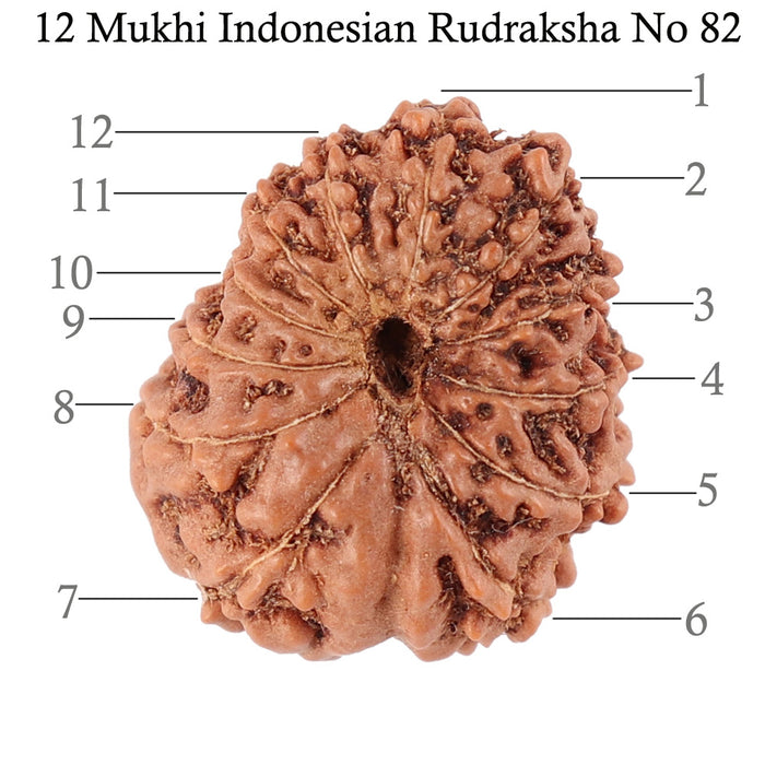 12 Mukhi Indonesian Rudraksha - Bead No. 82